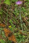 Melitaea phoebe