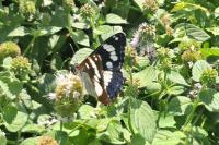 Limenitis reducta