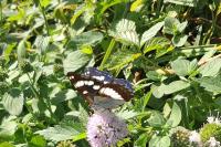 Limenitis reducta