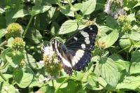 Limenitis reducta