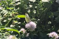 Pieris rapae