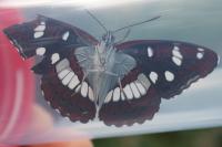 Limenitis reducta