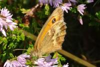 Pyronia tithonus