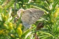 Leptotes pirithous