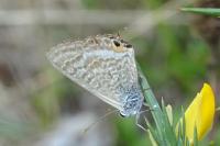 Lampides boeticus