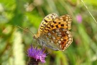 Fabriciana adippe