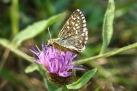 Pyrgus malvoides