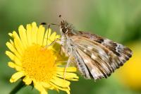 Carcharodus alceae