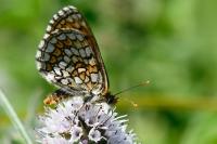 Melitaea parthenoides