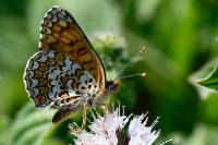 Melitaea phoebe