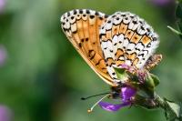 Melitaea cinxia