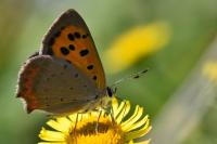 Lycaena phlaeas