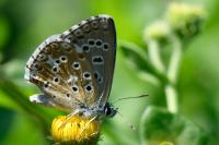 Lysandra bellargus
