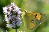 Colias crocea