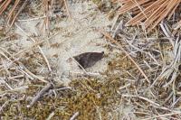 Hipparchia statilinus