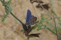 Plebejus idas