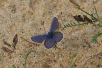 Plebejus idas
