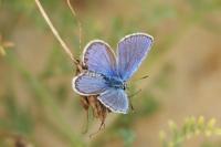 Plebejus idas