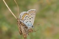 Plebejus idas