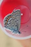 Plebejus idas