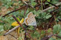 Plebejus idas