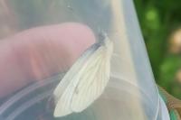 Pieris napi