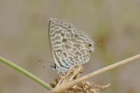 Leptotes pirithous