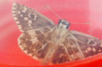 Pyrgus armoricanus