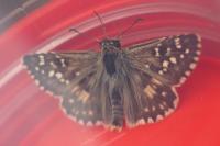 Pyrgus armoricanus