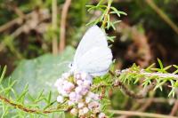 Celastrina argiolus