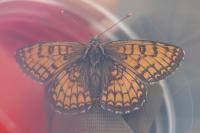 Melitaea parthenoides
