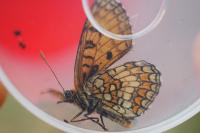 Melitaea parthenoides