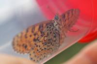 Melitaea didyma