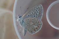 Polyommatus icarus