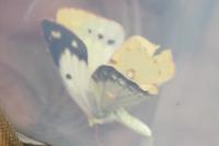 Colias crocea
