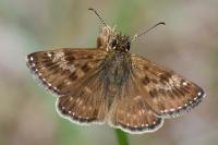 Erynnis tages