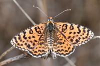 Melitaea didyma