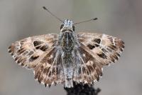 Carcharodus alceae