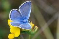 Polyommatus icarus