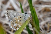 Lysandra bellargus