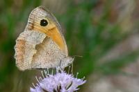 Maniola jurtina