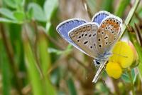Polyommatus icarus