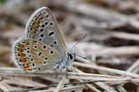 Polyommatus icarus