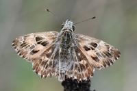 Carcharodus alceae
