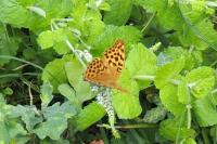 Argynnis paphia