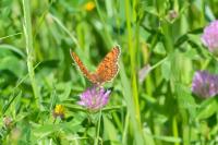 Melitaea phoebe