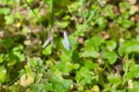 Pieris napi