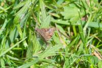 Erynnis tages