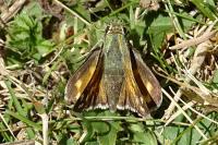 Hesperia comma