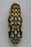 Melitaea didyma